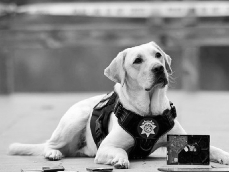 K9 Grants